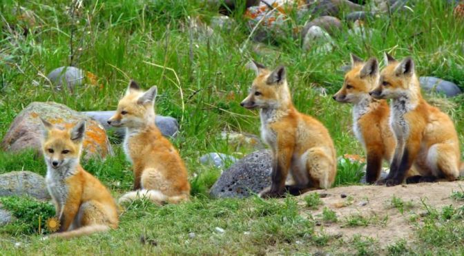 Montana Views: Red Fox Kits In Paradise Valley