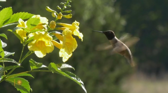 Nature Views: Birdlife In Texas Hill Country (CBS)