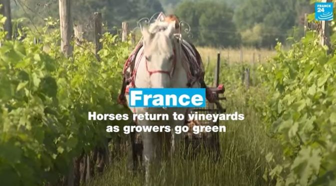 Views: Horses Return To Vineyards In France