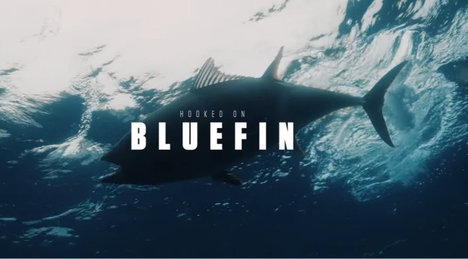 Ocean Sports Fishing: ‘Hooked On Bluefin’