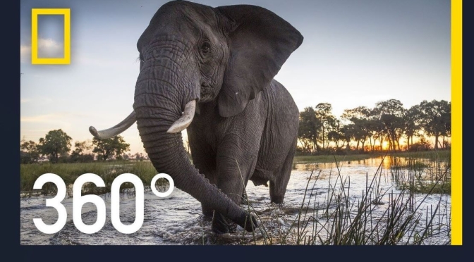360° Africa: Okavango Delta In Botswana (5K)