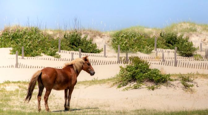 North Carolina: The Wild Ponies Of The Outer Banks
