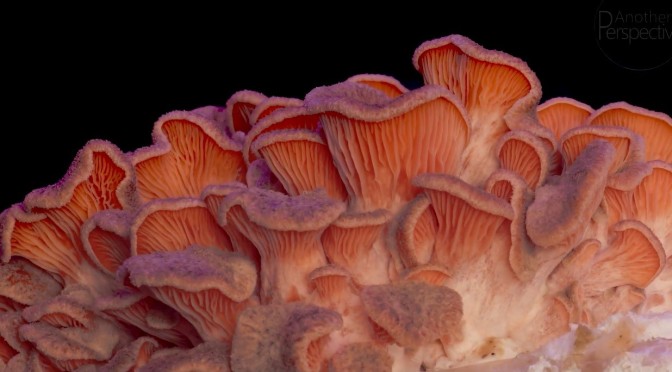 The World In Timelapse: ‘Pink Oyster Mushrooms’