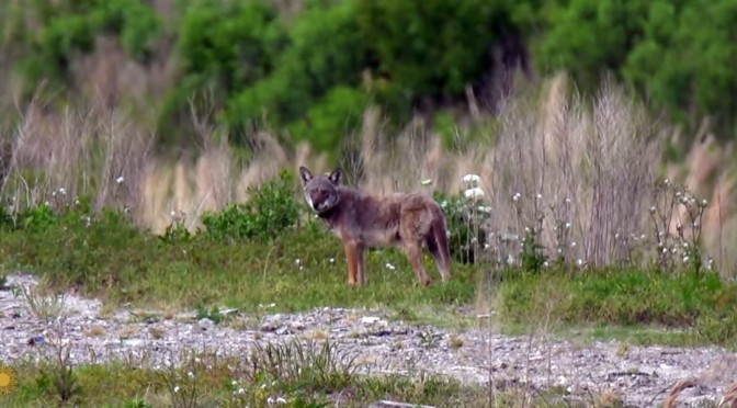 North Carolina View: Red Wolves In Pamlico Sound