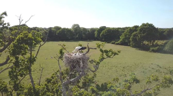 Ecosystems: Rewilding Property In Great Britain