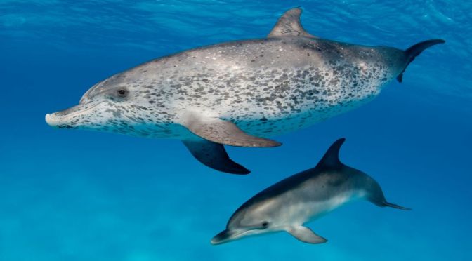 Nature Views: Spotted Dolphins In The Bahamas