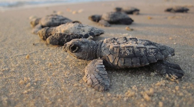 Views: Turtle Hatchlings Great Barrier Reef Beach