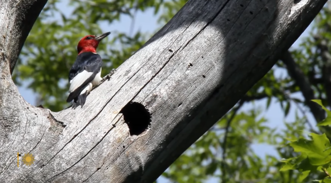 Nature Views: Red-Headed Woodpeckers In New York