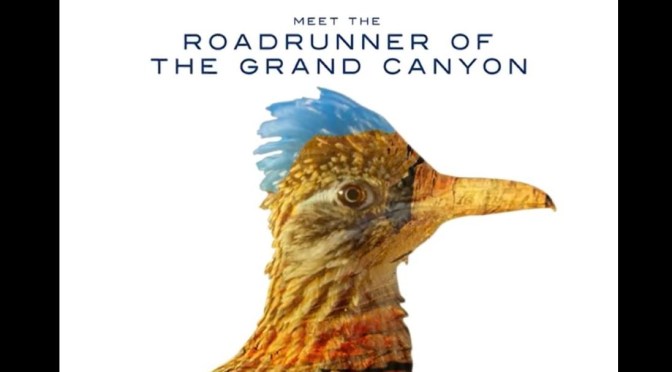 Views: The Roadrunner Of The Grand Canyon