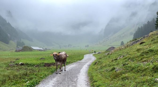 Swiss Views: A Rainy Walk In An Appenzell Valley (4K)