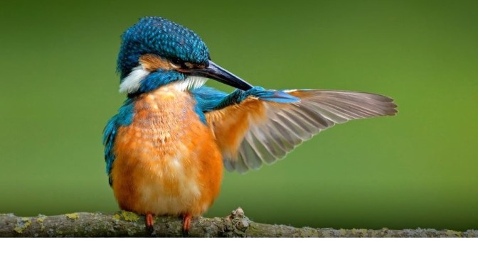Kingfishers: Nature’s Tiny & Colorful Hunters (8K)