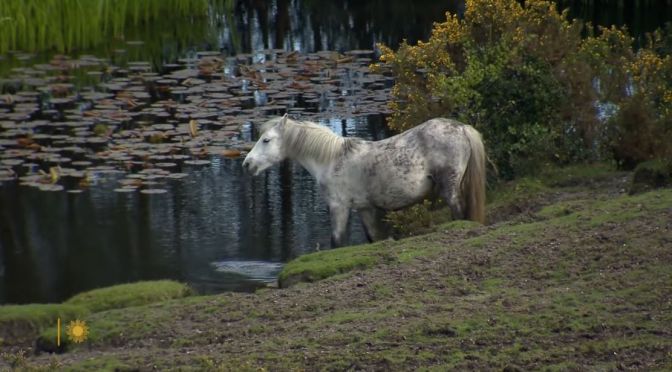 Nature: The Native Ponies Of New Forest National Park, Southern England
