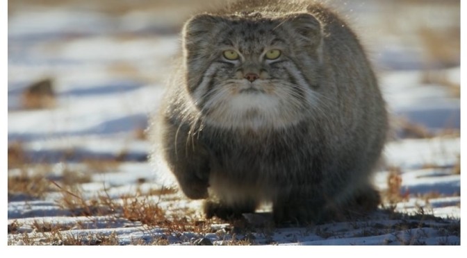 Wildlife: A Pallas’s Cat In The Steppes Of Mongolia