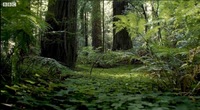 Soundscapes: California’s Giant Redwood Forests