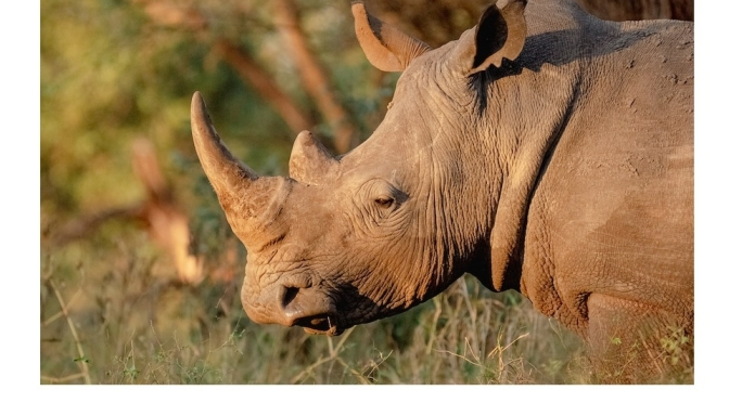 Wildlife: The Black Rhino’s Comeback In Zimbabwe