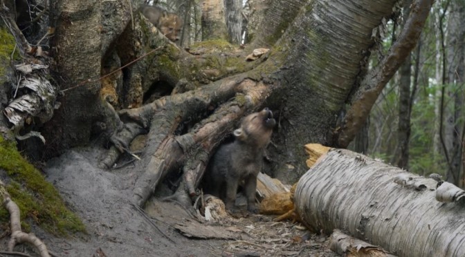 Wildlife Views: Filming Wolf Pups In Voyageurs National Park, Minnesota
