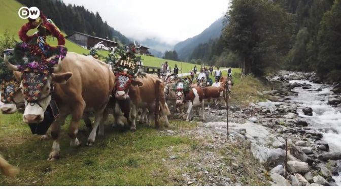 Austria: Almatrieb Cattle Parade 2022, Tyrolean Alps