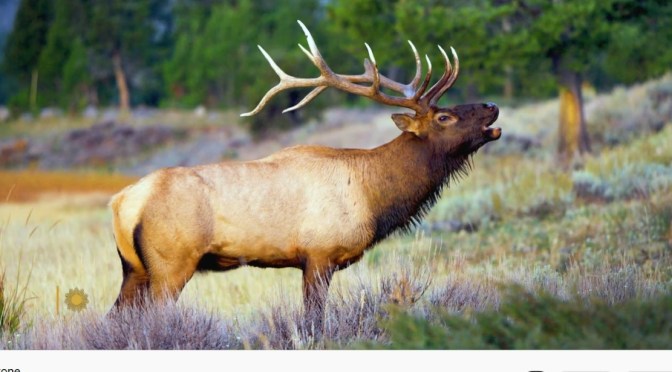 Yellowstone Park Views: Bull Elks Fall ‘Bugling’