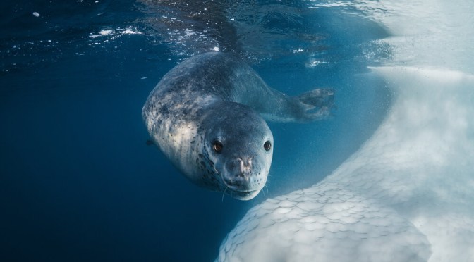 Antarctic Views: Filming The Curious Leopard Seal