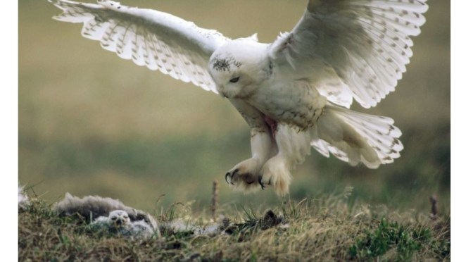 Wildlife: Snowy Owls & Chicks In Alaska (BBC)