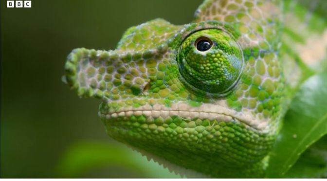 Madagascar Views: The Labord’s Chameleon (BBC)