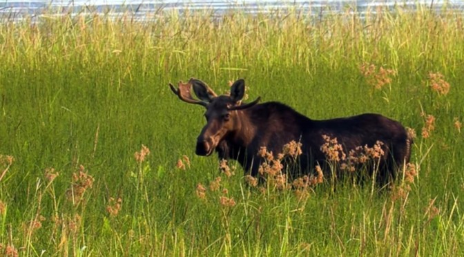 Wildlife Views: Moose On Killarney Lake In Idaho