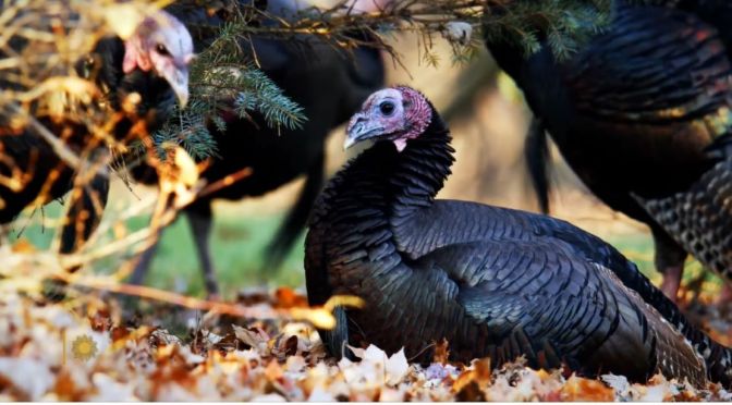 Nature In Ohio: Turkeys In Swan Creek Metropark