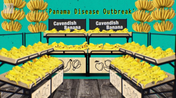 Food: Banana Plantations At Risk From Global Blight