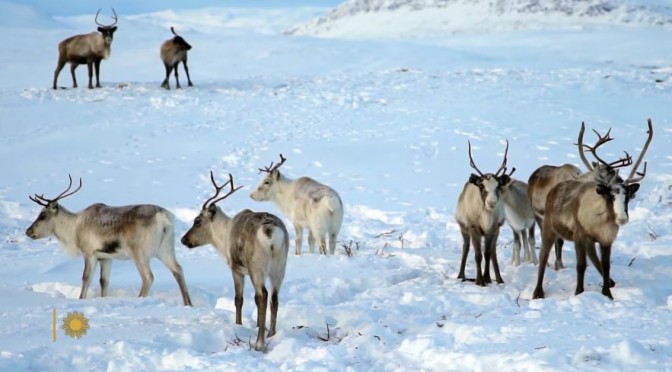 Nordic Views: Reindeer In Northern Finland (CBS)