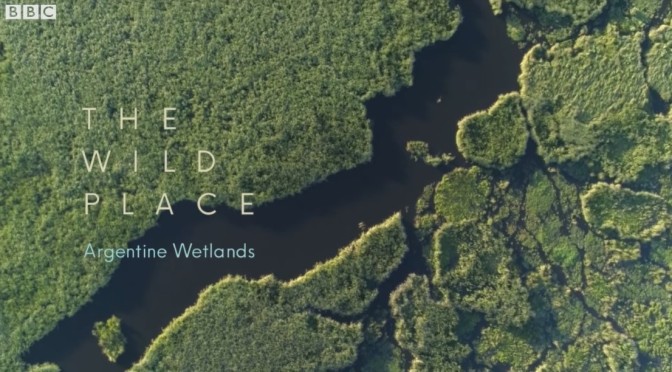 BBC Wilderness Views: The Wetlands Of Argentina