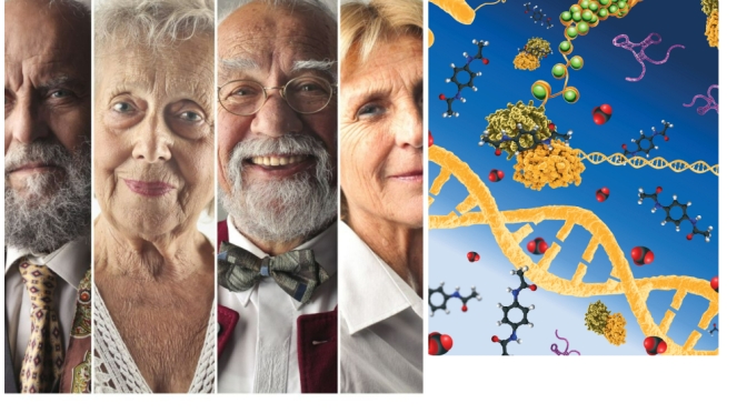 Epigenetics & Aging: DNA Breakage & Repair Effects
