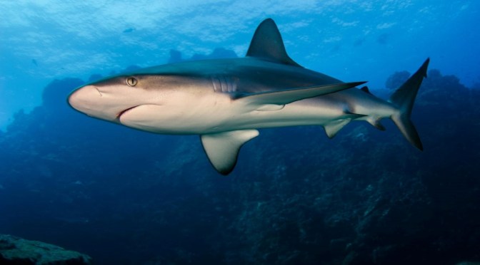 360° Views: Underwater Diving With Sharks (8K)