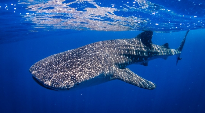 Views: Whale Sharks Off Coast Of Cancun, Mexico