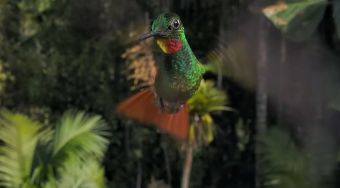 Nature: Hummingbirds In Argentina And Brazil (BBC)