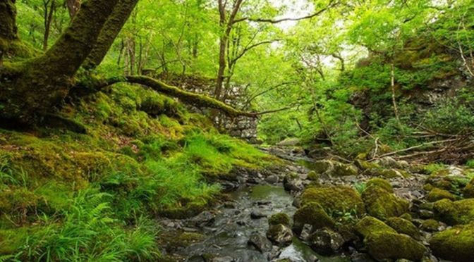Views: Celtic Rainforests In Eryri, Snowdonia, Wales