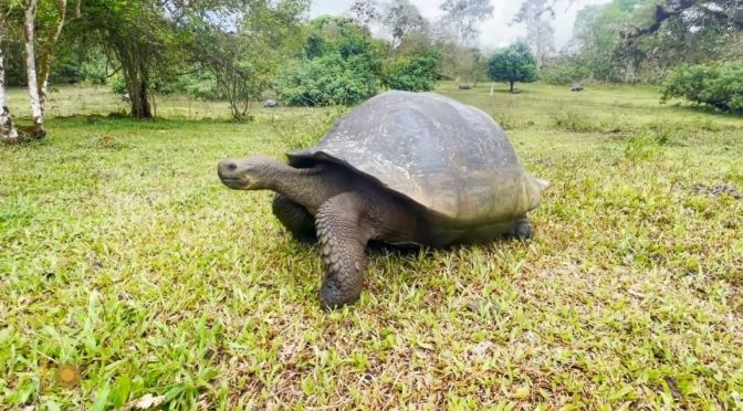 Ecuador Views: Tortoises In The Galápagos Islands