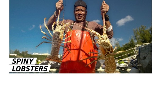 Seafood Insider: Catching Spiny Lobsters In Bermuda