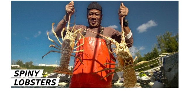 Seafood Insider: Catching Spiny Lobsters In Bermuda