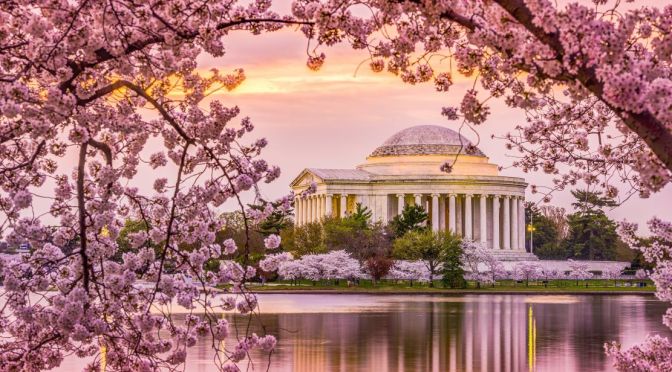 Spring Views: Cherry Blossoms In Full Bloom –  Washington DC (Video)
