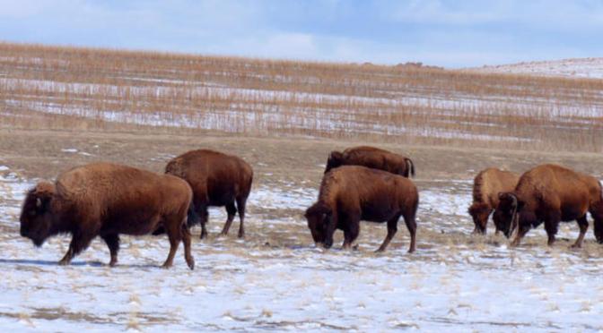 Views: Bison In Antelope Island State Park, Utah