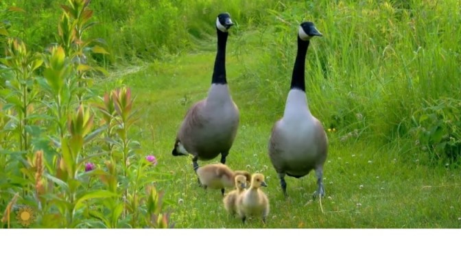 Nature: Geese & Goslings – Princeton, Massachusetts