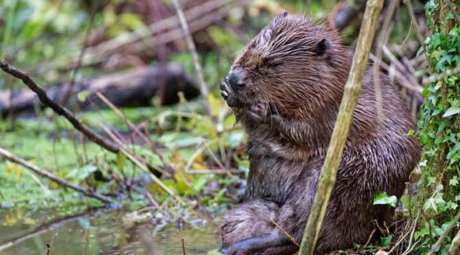 UK Riverlands: The Beavers Of The Holnicote Estate