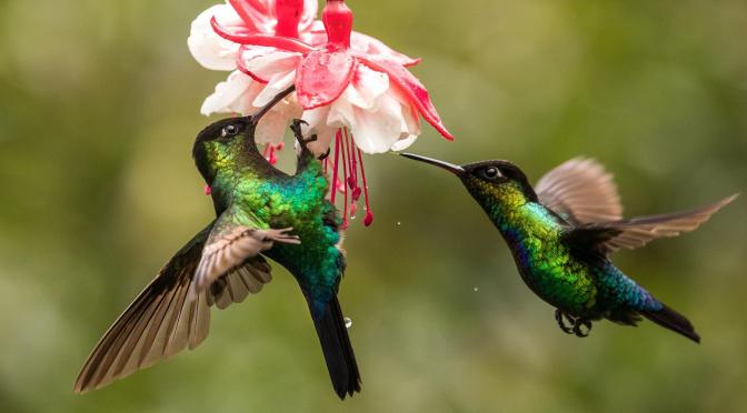 Nature: The Hummingbird Effect In Costa Rica (PBS)