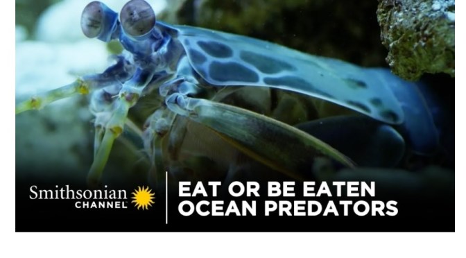 Ocean Views: Predators Of The World’s Coral Reefs