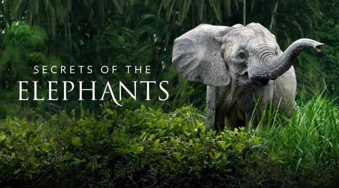 Wildlife Documentary: ‘Secrets Of The Elephants’