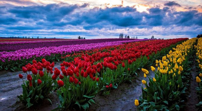 Washington Views: Skagit Valley Tulip Festival 2023