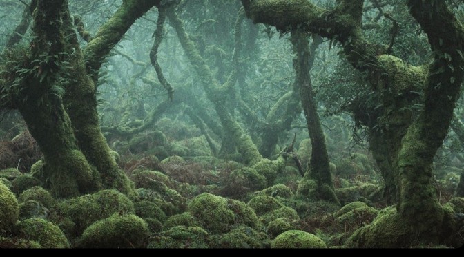 Wilderness: Time Travel In Britain’s Lost Rainforests