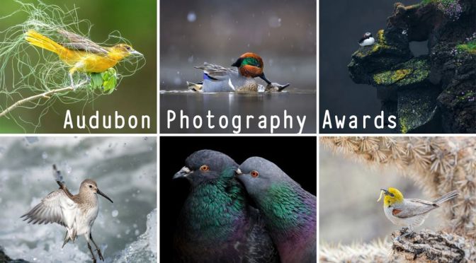 Wildlife Views: Audubon Photography Awards 2023