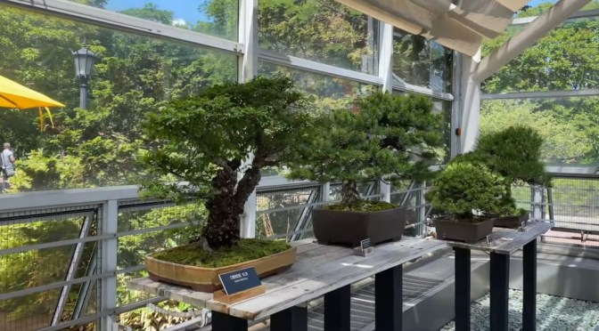 Tours: Brooklyn Botanic Garden Bonsai Museum