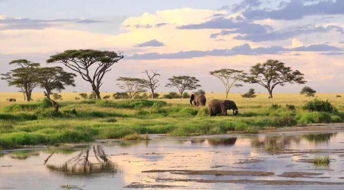 Safaris: Lions, Leopards & Cheetahs Of The Serengeti